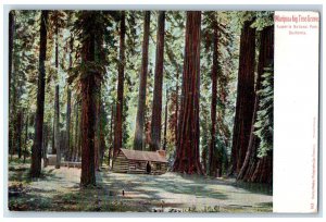 View Of Mariposa Big Tree Grove Yosemite National Park California CA Postcard