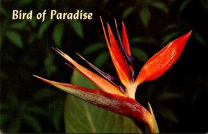 Hawaii Flowers Bird Of Paradise