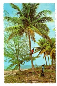 Climbing for Coconuts, Bahamas, Used 1965