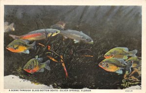 Glass Bottom Boats Silver Springs, Florida, USA Fish / Sea Mammals 1930 