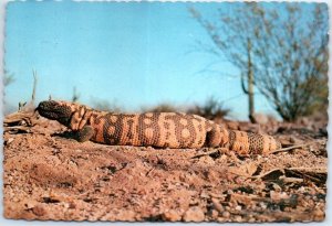 Postcard - Gila Monster - Arizona