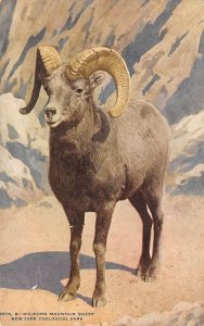 Big Horn Mountain Sheep Goats Unused 