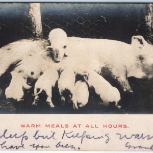 1905 UDB Pig Feed Piglets RPPC Warm Meals at All Hours Real Photo Postcard A97