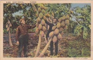 Florida Giant Papaya Tree Curteich