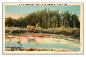 Park Deer Haynes Yellowstone National Park WY UNP Linen Postcard N25