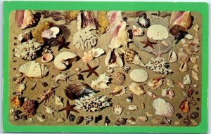 M-56255 Beautiful Collection Shells Coral Other Treasures Sea Beaches