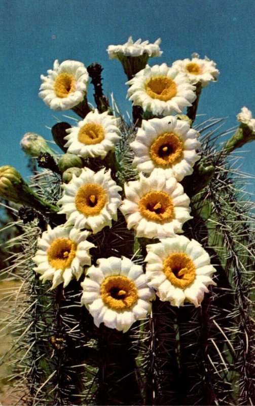 Cactus Saguaro Blossoms State Flower Of Arizona