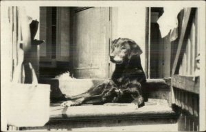 Sweet Dog Head to the Side Laying on Porch Real Photo Postcard