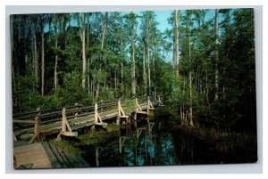 Vintage 1960's Postcard Okefenokee Swamp Park Wilderness Walk Waycross Georgia