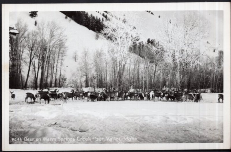 Idaho Deer on Warm Springs Creek SUN VALLEY - RPPC - EKC 1939-1950