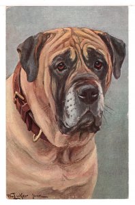 Mastiff - Colonel Cromwell (Dog Portrait) - New Early 1900's