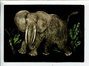 3158949 HUNT Elephant by CHARUSHIN old Russian color PC