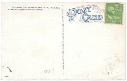 Post Card Century Plant -Southwest Flowering Plant.  Stamped but unused