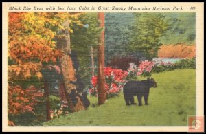 Black She Bear with her four Cubs in Great Smoky Mountains National Park