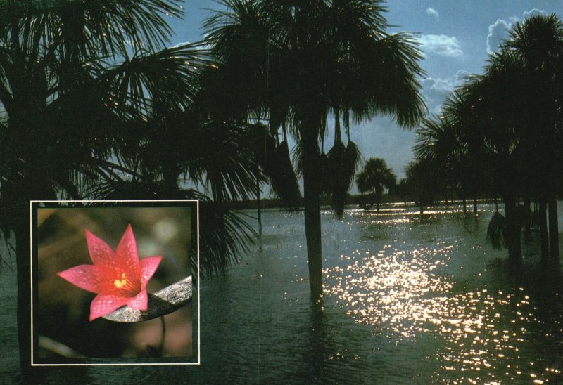 Postcard Roraima Turistico Lavrados De Roraima Flor Tipica Monte Roraima Brazil