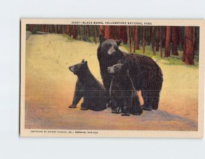 Postcard Black Bears, Yellowstone National Park, Wyoming