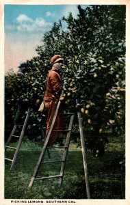 Picking Lemons In Southern California