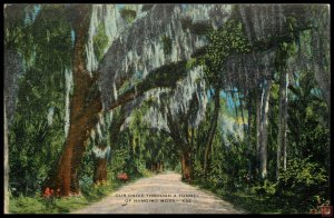 Our Drivee Through A Tunnel of Hanging Moss, La