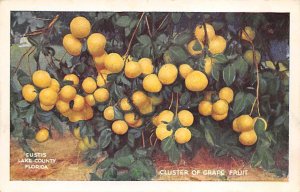 Cluster of grapefruit Florida, USA Florida Oranges Unused 