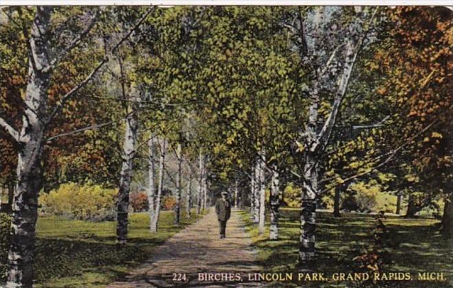 Michigan Grand Rapids Birches In Lincoln Park Curteich