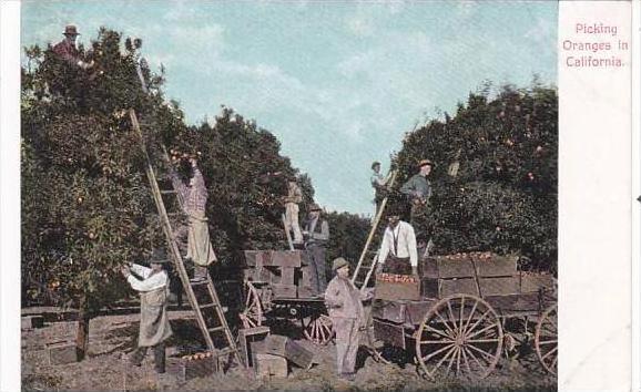 California Picking Oranges