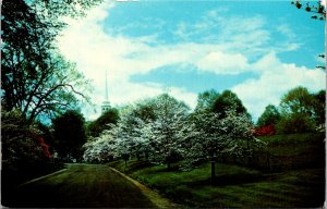 Connecticut, Fairfield - Dogwood Time - Greenfield Hill - [CT-215]