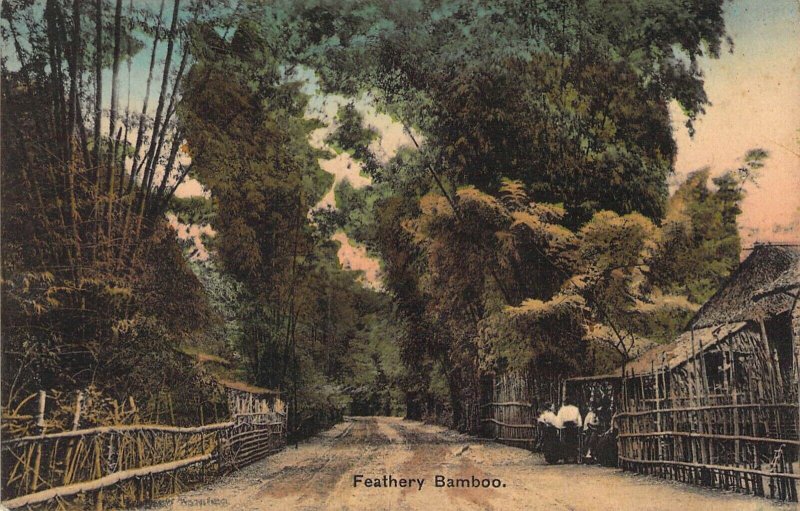 Beautiful Feathery Bamboo, Hand-Colored-style,  Philippines,Old Postcard