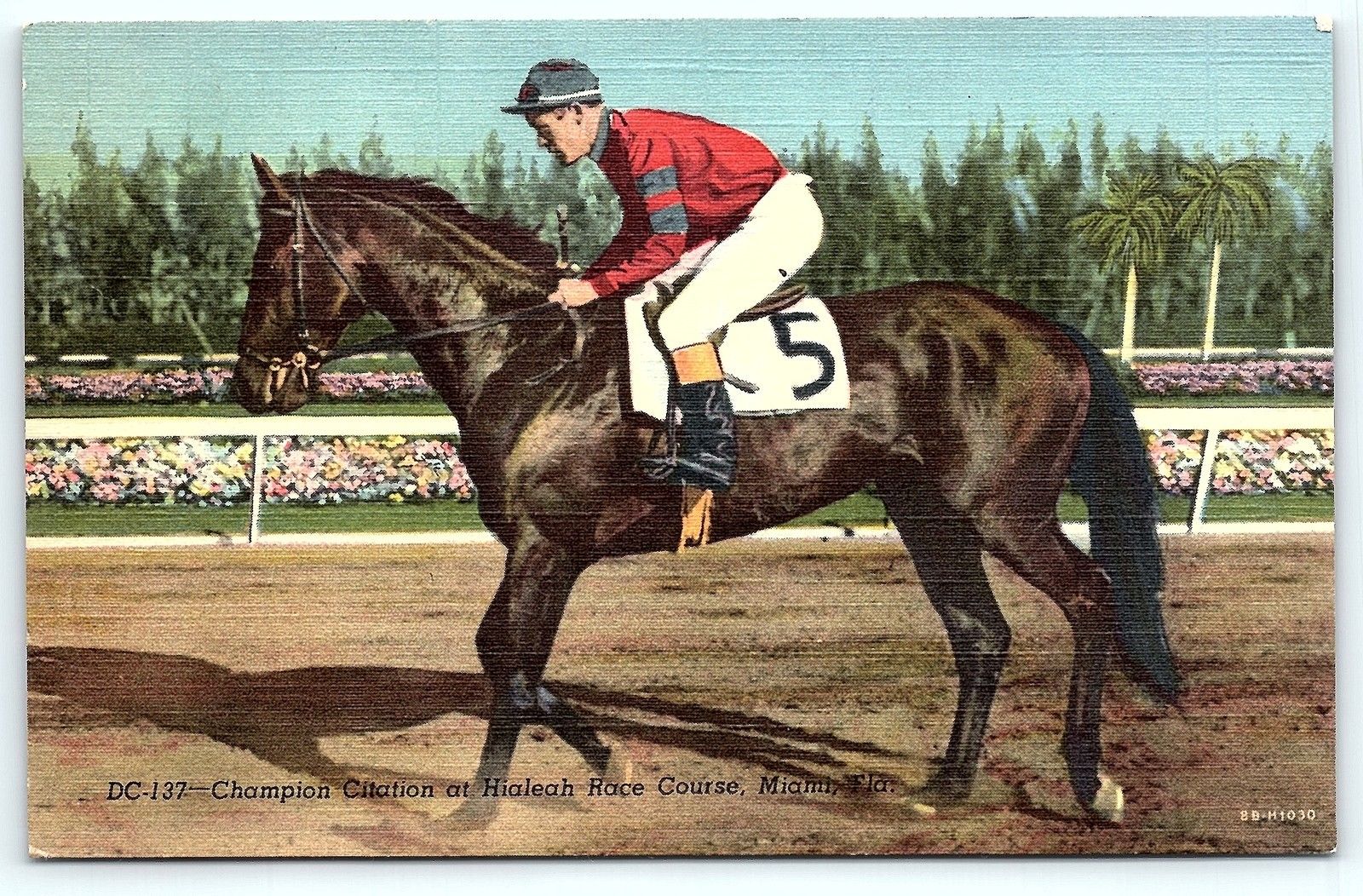 Postcard Fl Miami Triple Crown Winner Citation At Hialeah Horse Race Course Topics Animals Other Postcard Hippostcard