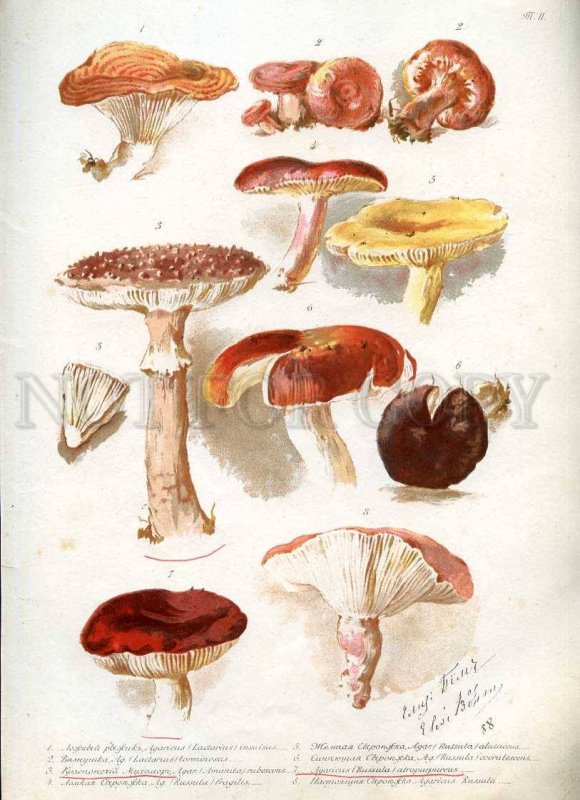 230768 1888 BEM Boehm mushrooms Book with 8 Lithographs