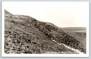 Alaska Yukon Artic Circle~Caribou Migrating Across Mountains~1940s RPPC 