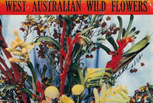 West Australia Wild Flowers 12x Postcard Old Fold Open Book