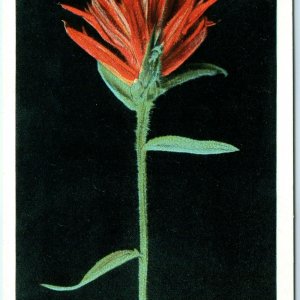 c1910s Yellowstone Indian Paint Brush Mimulus Langsdorfii Postcard Park A36