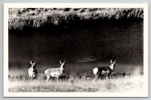 RPPC Antelope America's Fleetest Game Animal Photo by Ross Hall Postcard J27