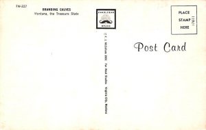 Branding Calves Montana, USA Cow Postcard