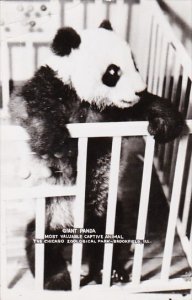 Giant Panda Bear Chicago Zoological Park 1952 Real Photo