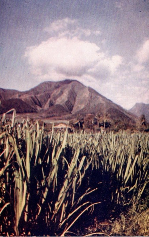 Hawaii Sugar Cane Fields