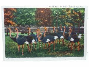 Ostrich Farm Hot Springs National Park Arkansas United States Vintage Postcard