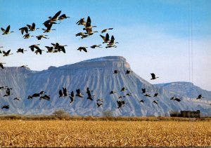 Colorado Grand Valley Canadian Geese Flying By Mount Garfield