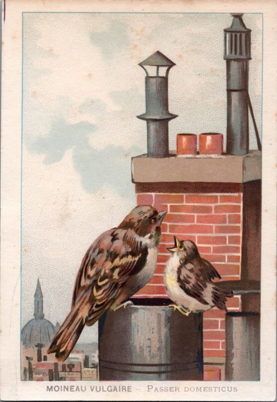 Birds Advertising Card Moineau Vulgaire Passer Domesticus C005