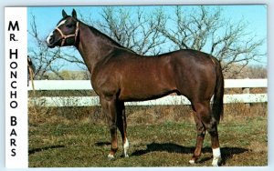 WACHTER RANCH, Bismarck ND ~ Chestnut Horse MR. HONCHO BARS c1970s Postcard