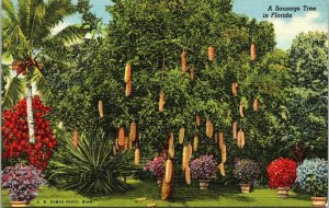 Sausage Tree Florida FL Riviera Gardens Miami Linen Postcard VTG UNP Unused 