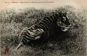 CPA AK INDOCHINA Tonkin Tigre surpris a l'affut aux env. VIETNAM (958783)