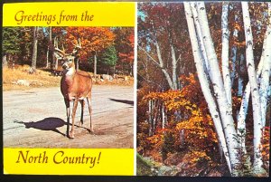 Vintage Postcard 1970's Greetings from the North Country New Hampshire
