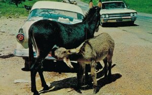 USA Lunch Time South Dakota Custer State Park Donkeys Vintage Postcard 07.83