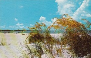 Florida Saint Petersburg White Sands Blue Skies Golden Sea Oats