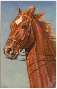 Beautiful Signed Chretian Horse Postcard 