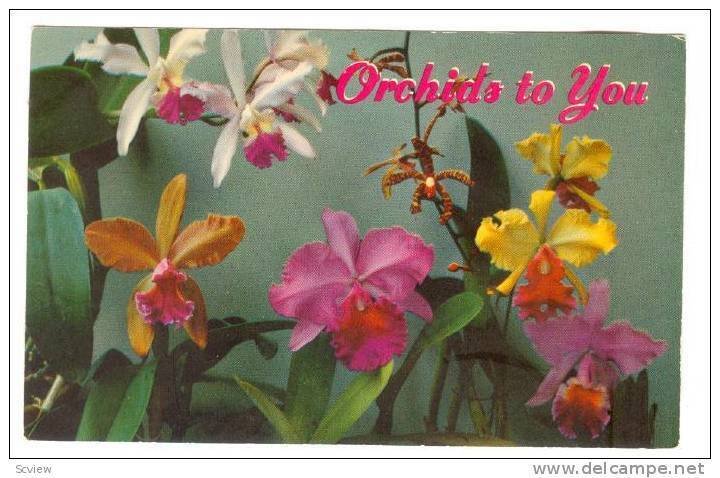 Flowers, Orchids To You, Hawaii, 1940-1960s