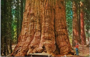 California Tree General Sherman Sequoia National Park CA Unused Postcard H3