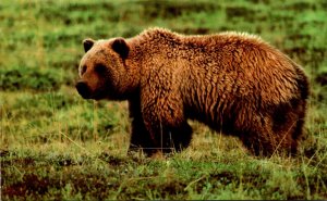 Alaska Alaskan Humped Back Tokiat Grizzly Bear