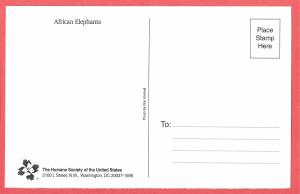 African Elephants postcard